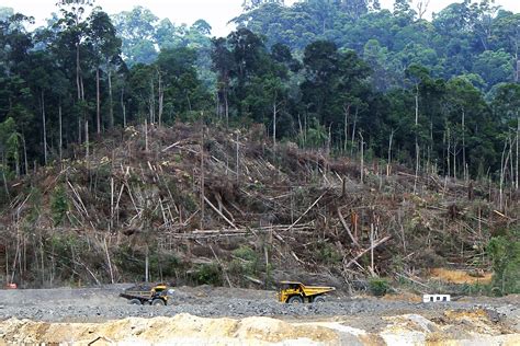 impacts of deforestation in borneo